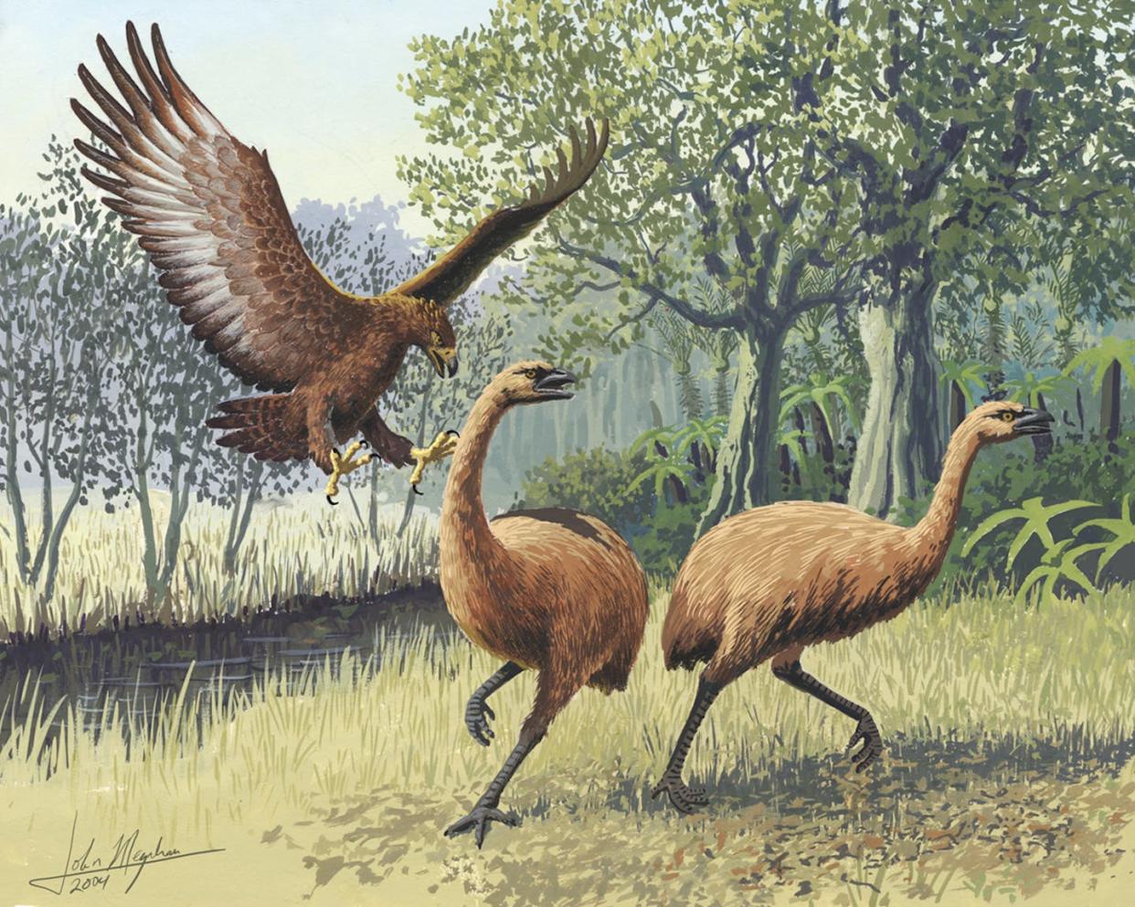 Ilustración de un águila de Haast atacando a un moa gigante de la isla Sur, en Nueva Zelanda. <a href="https://commons.wikimedia.org/wiki/File:Giant_Haasts_eagle_attacking_New_Zealand_moa.jpg" rel="nofollow noopener" target="_blank" data-ylk="slk:John Megahan / Wikimedia Commons;elm:context_link;itc:0;sec:content-canvas" class="link ">John Megahan / Wikimedia Commons</a>, <a href="http://creativecommons.org/licenses/by/4.0/" rel="nofollow noopener" target="_blank" data-ylk="slk:CC BY;elm:context_link;itc:0;sec:content-canvas" class="link ">CC BY</a>