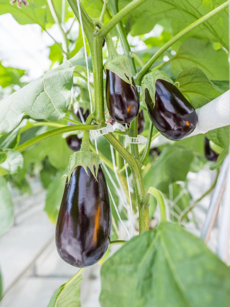 5) Eggplants