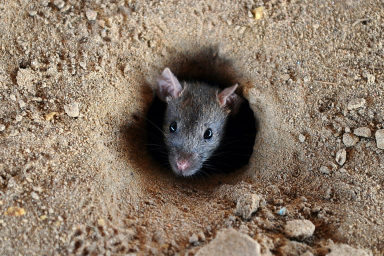 Rat fever, or leptospirosis, is transmitted in water containing urine from rodents and other animals