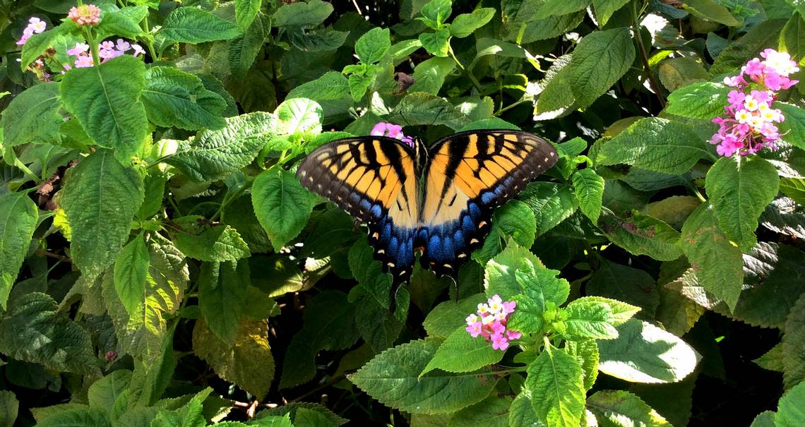 An Eastern Tiger Swallowtail butterfly, also known as Papilio glaucus Linnaeus, alights upon a lantana bush still in bloom in September. The males have this tiger coloration, and some females are similar in color, but others are black. TIM CHITWOOD