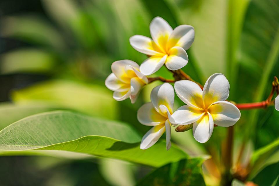 white tropical flower frangipani over beautiful green blurred lush foliage, sunny exotic garden tranquil nature closeup, romantic, love plumeria spa, meditation inspire floral macro wellbeing