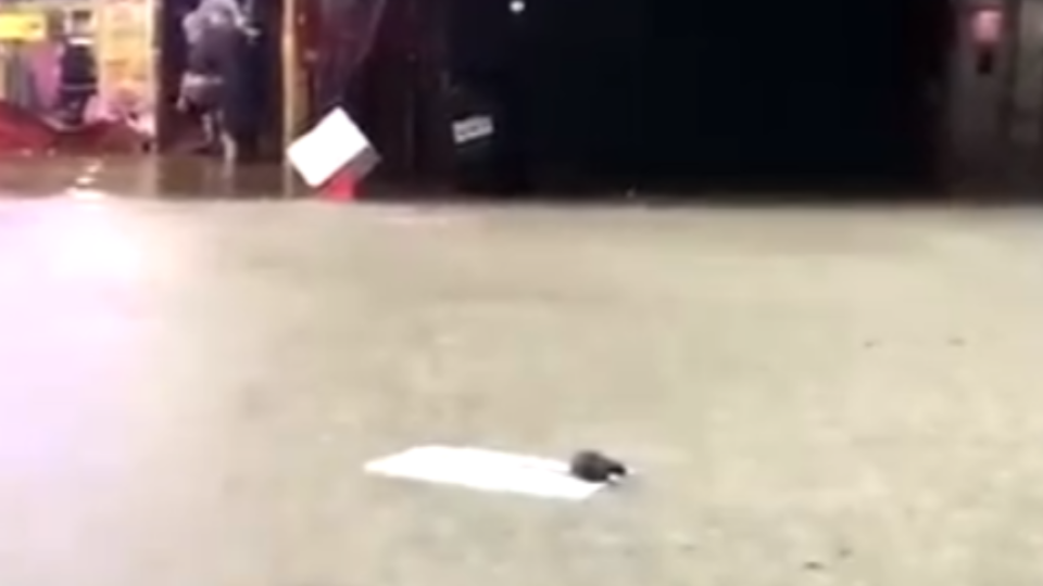 一隻灰色街鼠站在浮板上受困於汪洋淹水之中。（圖／翻攝自網路）