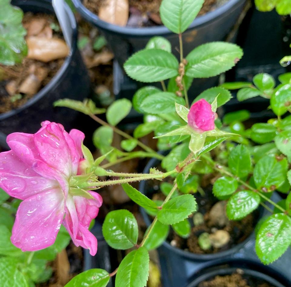 The pink rose Deborah Cahill has dubbed "Katrina" in honor of the original plant surviving hurricane Katrina