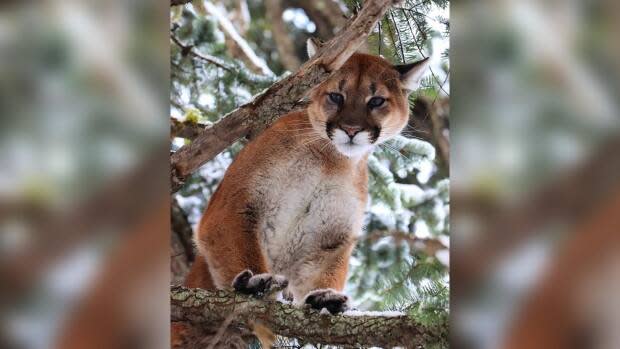 A research project led by UBC Okanagan students and faculty aims to study the impact of wildfires and human activity on the habitats and feeding habits of cougars in the southern Interior. (Submitted by Siobhan Darlington - image credit)