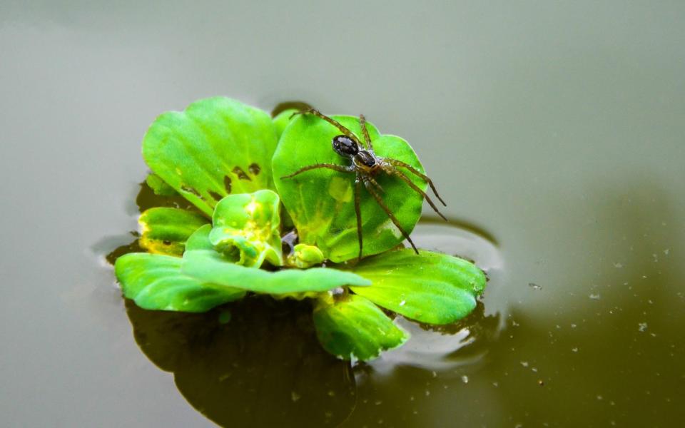 Ihr Name legt es nahe - die Wasserspinne betrachtet in erster Linie das Wasser als ihre natürliche Umgebung. Eine spezielle Technik in Kombination mit einer selbst gewebten Taucherglocke sorgt dort für ihr Überleben. Vergleichen lässt sich der Biss einer Wasserspinne in etwa mit einem Wespenstich. (Bild: iStock/Lingkon Serao)