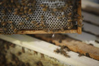 FILE- In this May 27, 2015, file photo fresh honey drips from a bee hive frame as volunteers check for queen activity and perform routine maintenance as part of a collaboration between the Cincinnati Zoo and TwoHoneys Bee Co. at EcOhio Farm in Mason, Ohio. China on Tuesday, Sept. 18, 2018, announced a tariff hike on $60 billion of U.S. products in response to President Donald Trump's latest duty increase in a dispute over Beijing's technology policy. The Finance Ministry said it was going ahead with plans announced in August for the increases of 10 percent and 5 percent on 5,207 types of U.S. goods. A list released last month included coffee, honey and industrial chemicals. (AP Photo/John Minchillo, File)