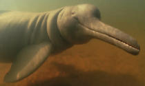 The rare Ganges river dolphin, found in Bangladesh, India, Nepal and Pakistan, has a uniquely large beak with huge, visible teeth. Marine biologists say that at the lowest estimate, there are 1,200 remaining in the world, giving them endangered status. (Marinebio.org)