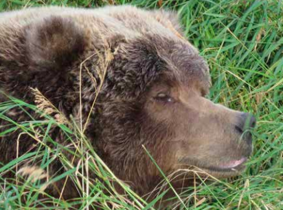 Bear 410 snoozing in September 2017.