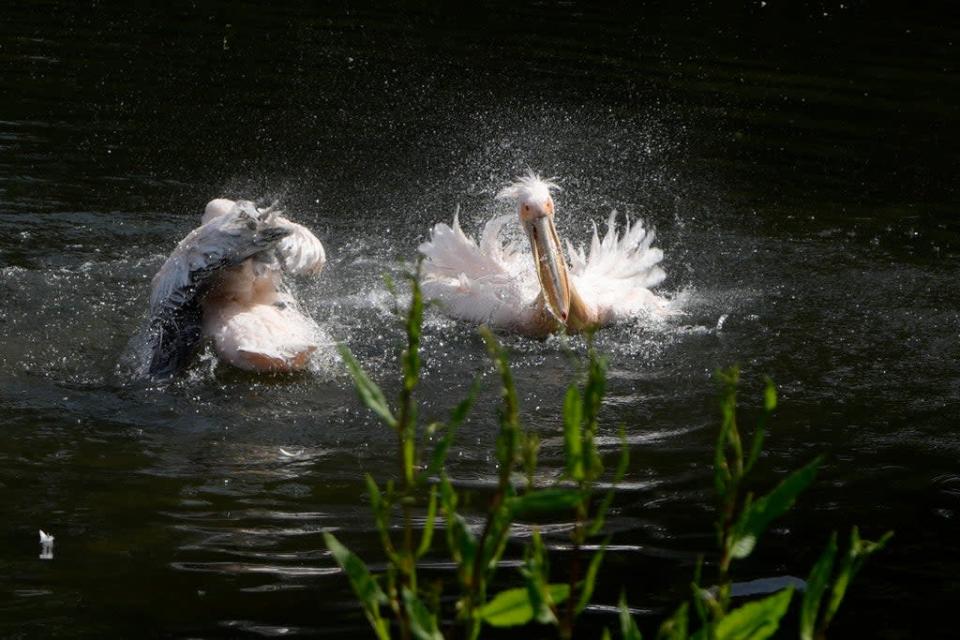 The St James&#39;s Park pelicans enjoying the weather as temperatures in the capital rose over 20C on Friday (AP)