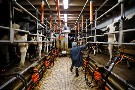 A French dairy farmer milks cows at a farm in La Planche near Nantes, France, January 21, 2015. REUTERS/Stephane Mahe/File Photo