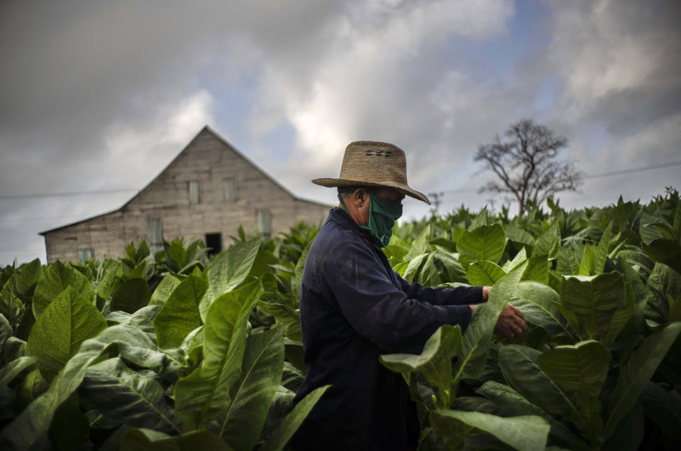 Con una máscara en medio de la pandemia de COVID-19, Roberto Armas Valdés cosecha hojas de tabaco en la plantación de tabaco Martínez en la provincia de Pinar del Río, Cuba, el 1 de marzo de 2021. (AP Foto/Ramón Espinosa)