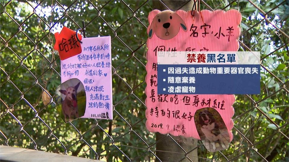 未繫牽繩害寵物狗遭撞失明　飼主被列入「禁養黑名單」