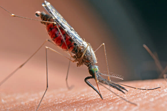 Cassidy mosquito GETTY