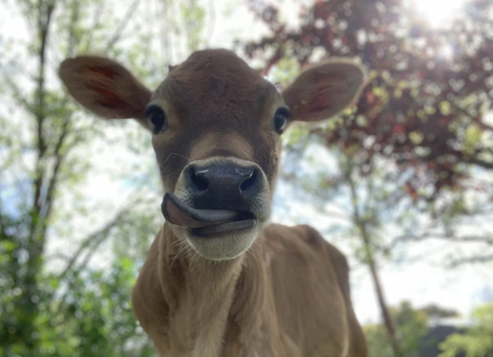 A curious calf close-up with a backdrop of trees and sunlight filtering through the foliage