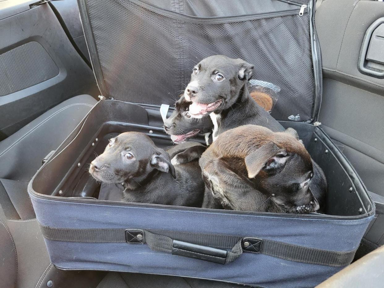 Suitcase Puppies