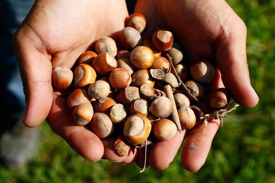 A handful of ripe hazelnuts at Rutgers Hort Farm 3 in East Brunswick. Hazelnuts are currently only produced commercially in the United States in the Willamette Valley of Oregon. However, research and breeding at Rutgers is changing this scenario. Sept. 6, 2018, East Brunswick , N.J.