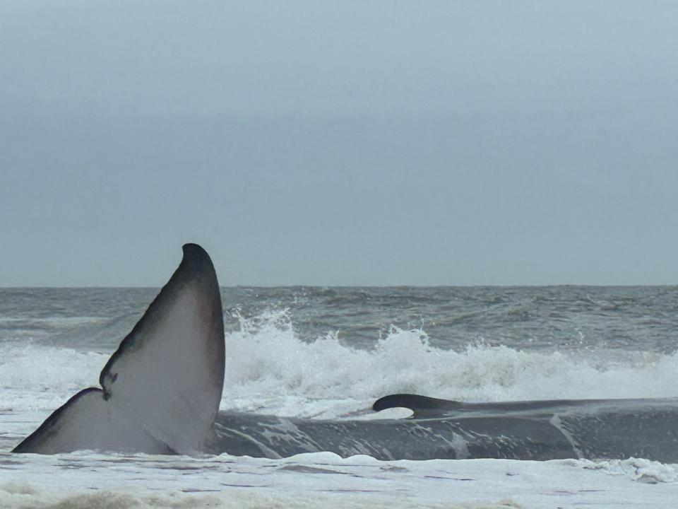 A fin whale, the second largest whale species after the blue whale, struggles in the water on the north side of the Indian River Inlet in Delaware Seashore State Park on Sunday, May 5, 2024.