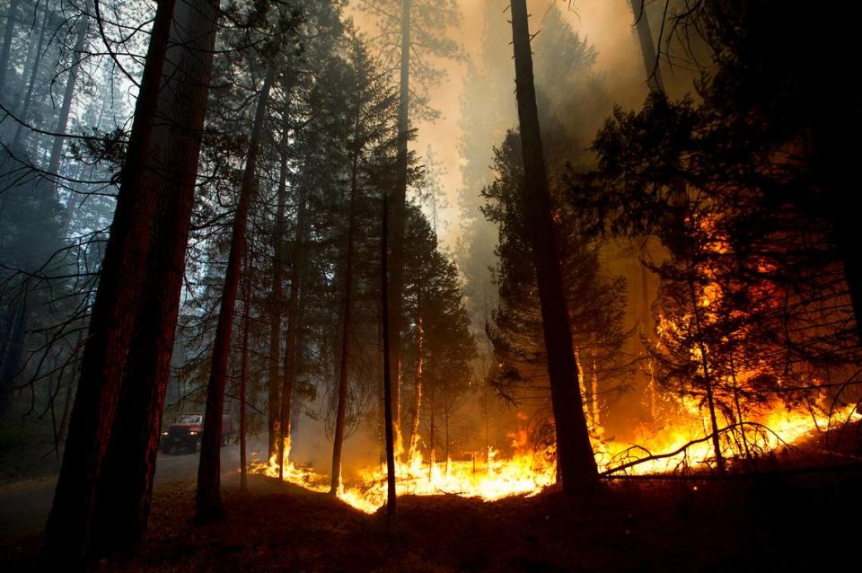 Fire rages out of control with only 2% of the Rim Fire contained in the Stanislaus National Forest Thursday August 22, 2013.