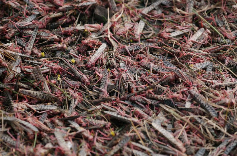 Ethiopia struggles to suppress desert locust infestation