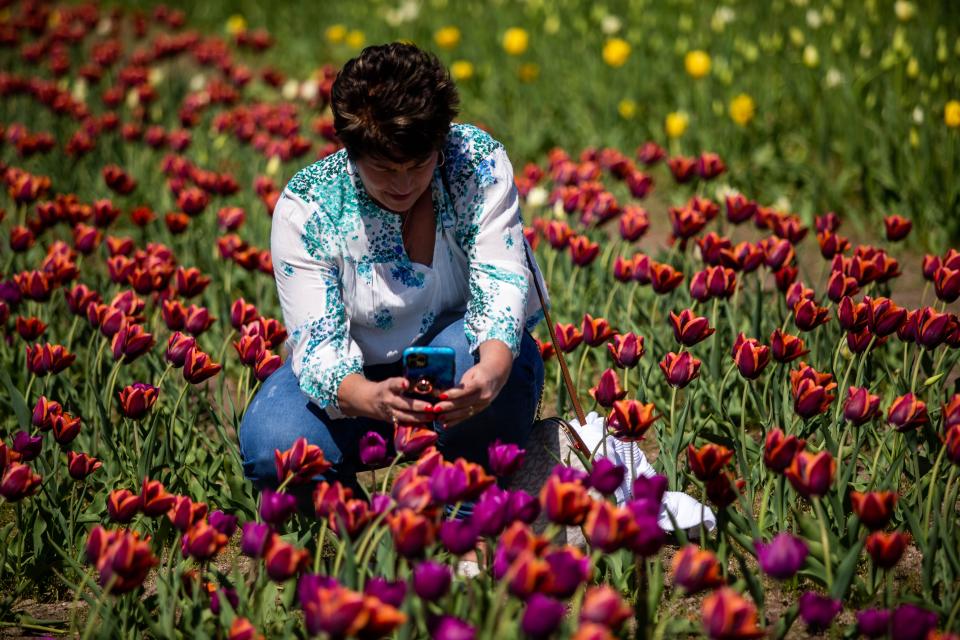 People kneel to take photos of the tulips in full bloom during Holland's Tulip Festival Monday, May 9, 2022, at Windmill Island Gardens.