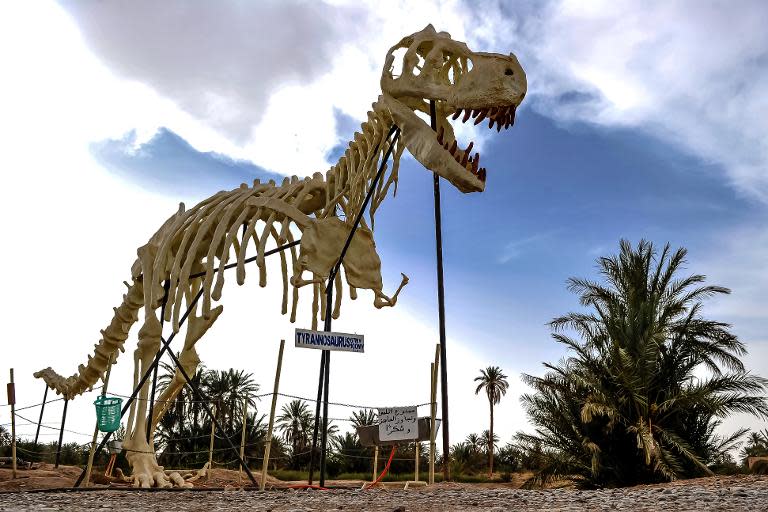 A dinosaur skeleton replica on display in Erfoud, eastern Morocco, on September 30, 2014