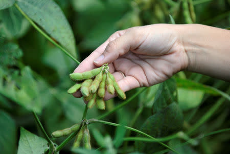 FILE PHOTO: Meagan Kaiser shows off a Soybean plant around 45-days before harvest on her farm near Norborne, Missouri, U.S., August 28, 2018. Picture taken August 28, 2018. REUTERS/Dave Kaup/File Photo