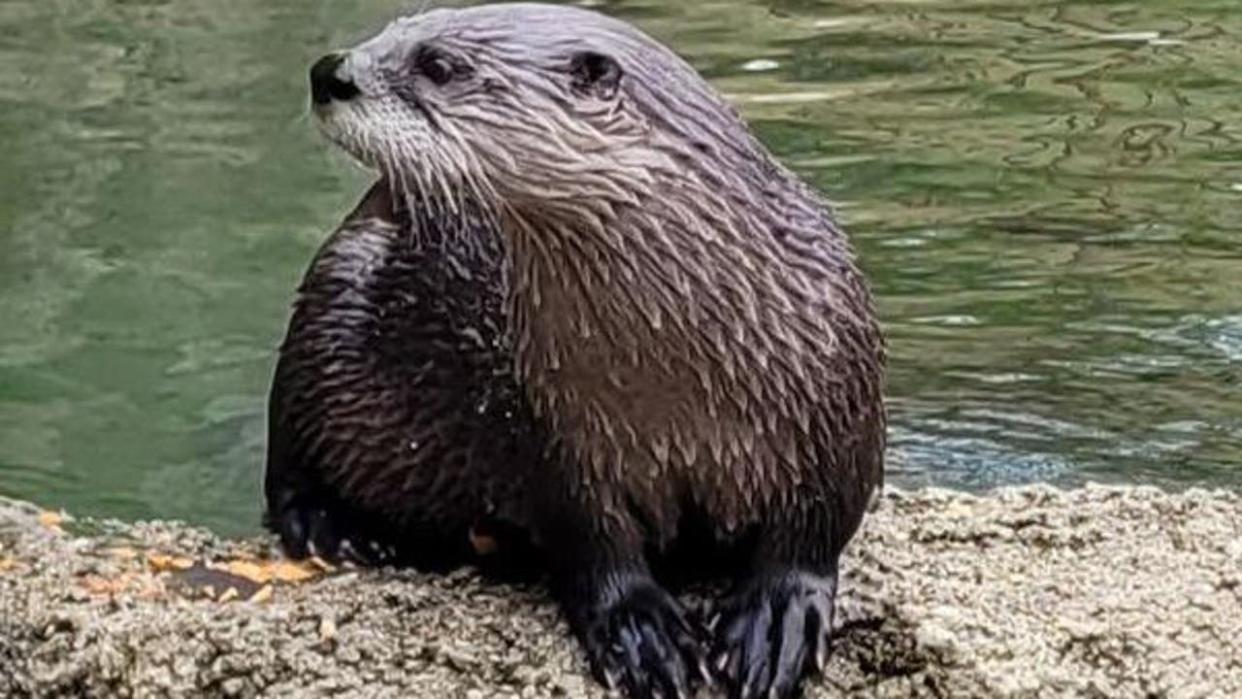 <div>Lucius the river otter. Photo via Detroit Zoo.</div>