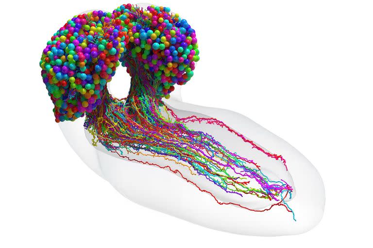 Mapa del cerebro de la larva de la mosca de la fruta, con 3016 neuronas y más de medio millón de conexiones.