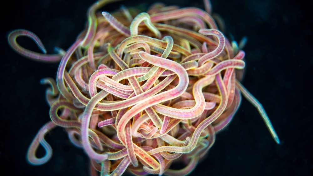  A colorful blob of worms link together to form a massive knot.  