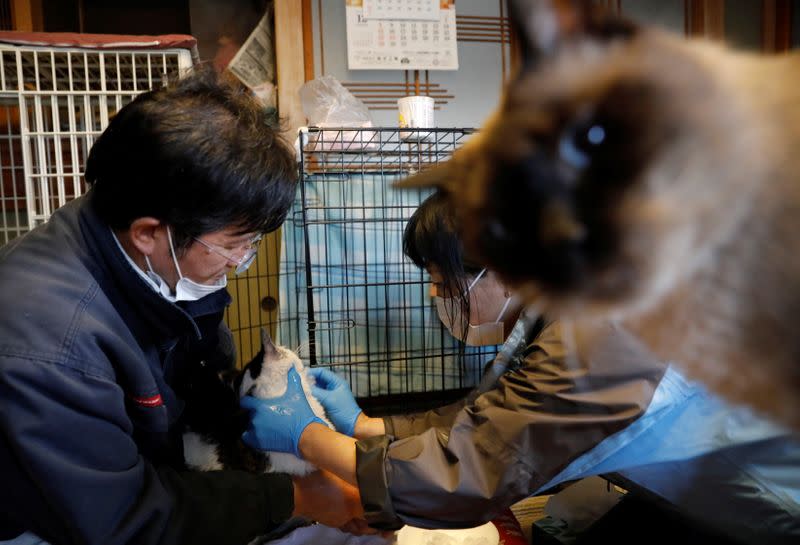 The Wider Image: The man who saves forgotten cats in Fukushima's nuclear zone