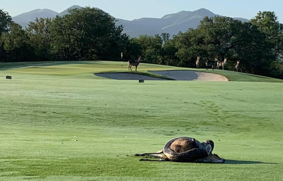 Golfers came across a large python trying to have a meal on the fairway. Source: Richard Gill/ Facebook