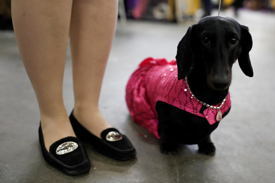 Diamond, a Standard Smooth Dachshund wears a coat and jewels before competition at the 141st Westminster Kennel Club Dog Show in New York City, U.S., February 13, 2017.&nbsp;