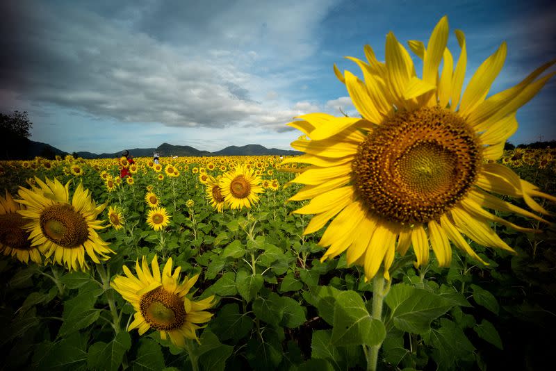 FILE PHOTO: People visit a sunflower field in Lopburi