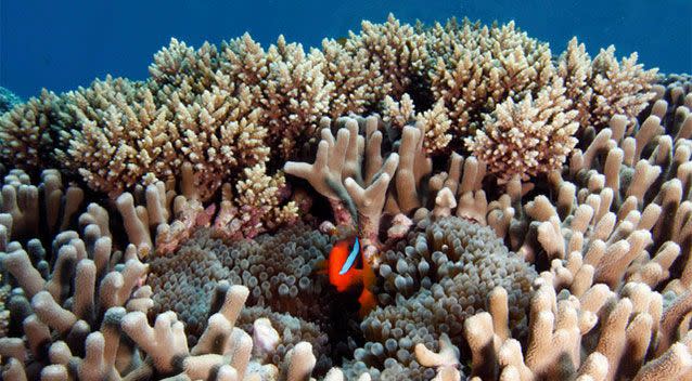 The reef suffered a second straight year of mass coral bleaching, largely due to ocean warming.