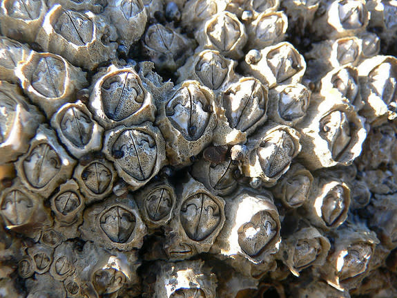 Barnacles use both an extremely long penis and broadcast sperm to mate with other barnacles