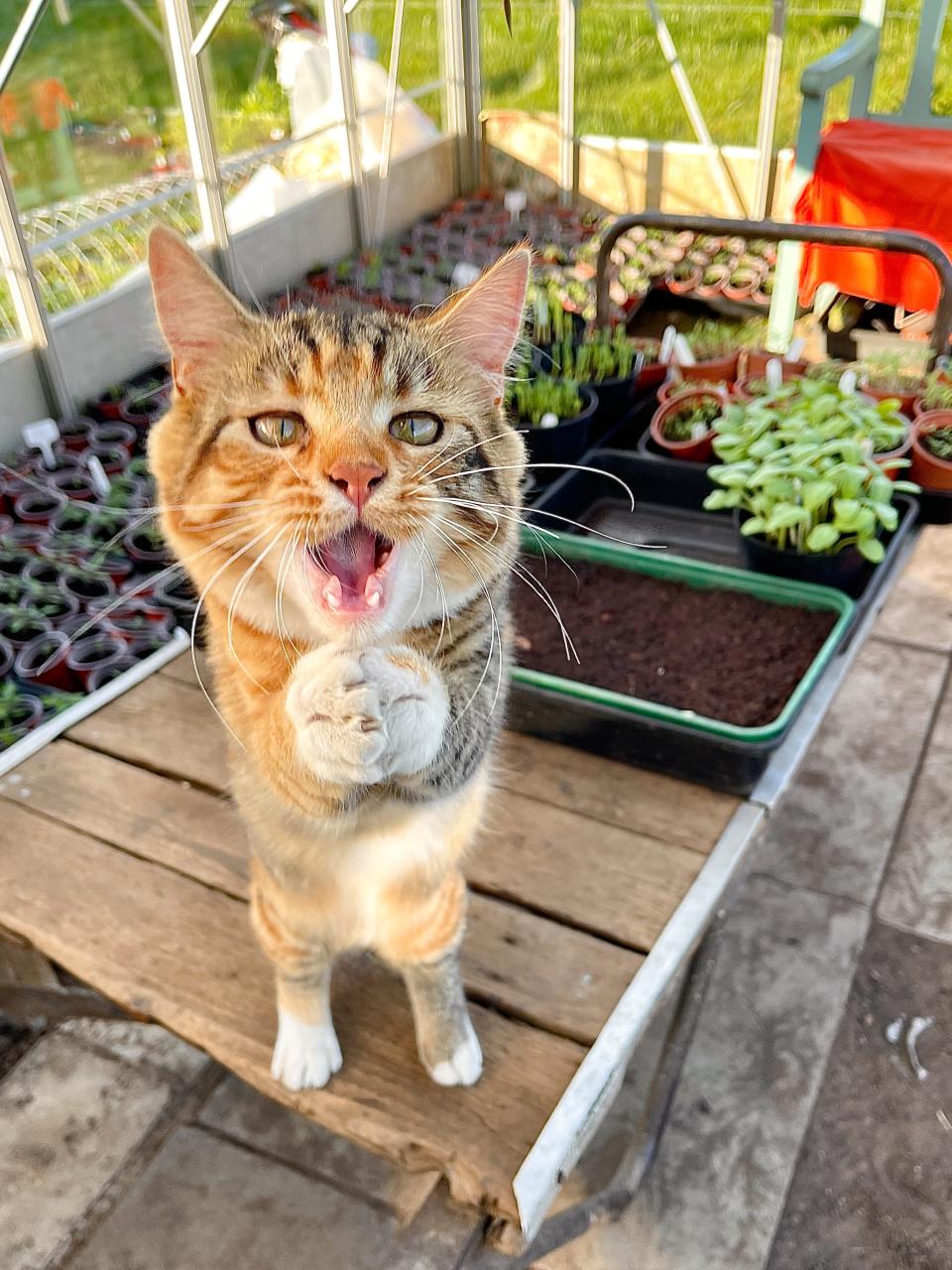 A cat stands on its hind legs and appears to beg.