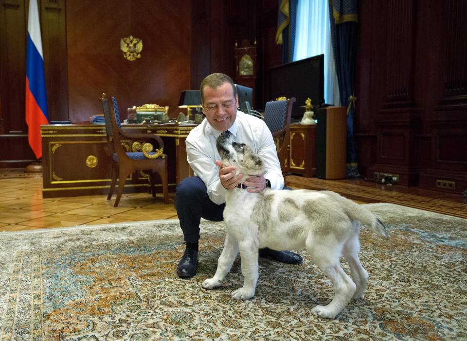 FILE - In this file photo dated Tuesday, Aug. 13, 2019, Russian Prime Minister Dmitry Medvedev pets an Alabai puppy, presented to him by Turkmenistan's President Gurnbanguly Berdymukhamedov in his Gorky residence outside Moscow, Russia. Berdymukhamedov has published a book about the Alabai breed and has presented Russian President Vladimir Putin and Prime Minister Medvedev with an Alabai puppy, and according to news reports Tuesday Jan. 26, 2021, he has now declared a national holiday to honor the local dog breed. (Yekaterina Shtukina, Sputnik, Government Pool Photo via AP, FILE)