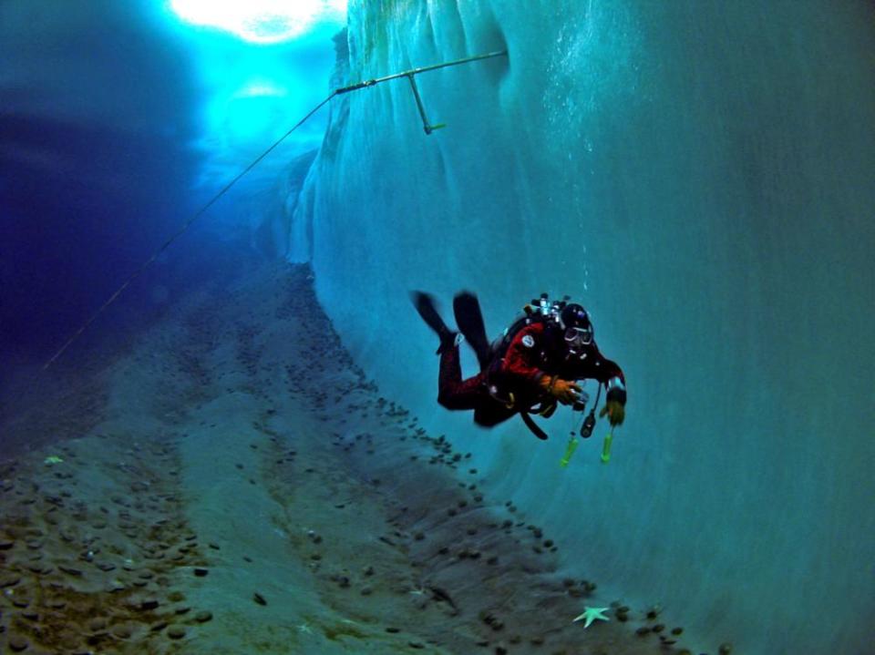 Underwater shot from Encounters at the End of the World.