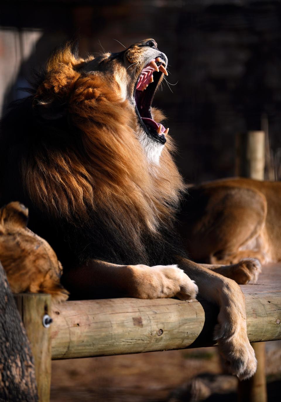 A male African lion, Jabulani, yawns in the warm afternoon light of the Abilene Zoo in Feb. 2022.