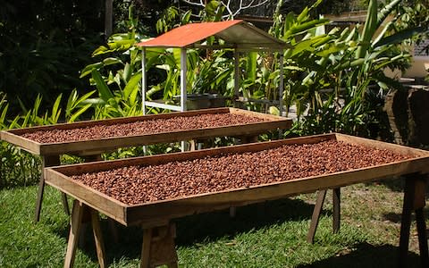 Hacienda Cacaotera Jesús María, a lush 50-hectare cacao plantation and chocolate factory in Tabasco