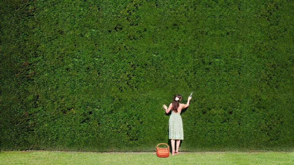 Woman in green dress trims huge hedge. 