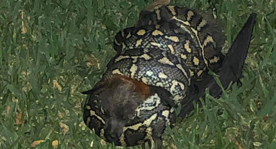 A flying fox pictured in the grass being constricted by a carpet python. 