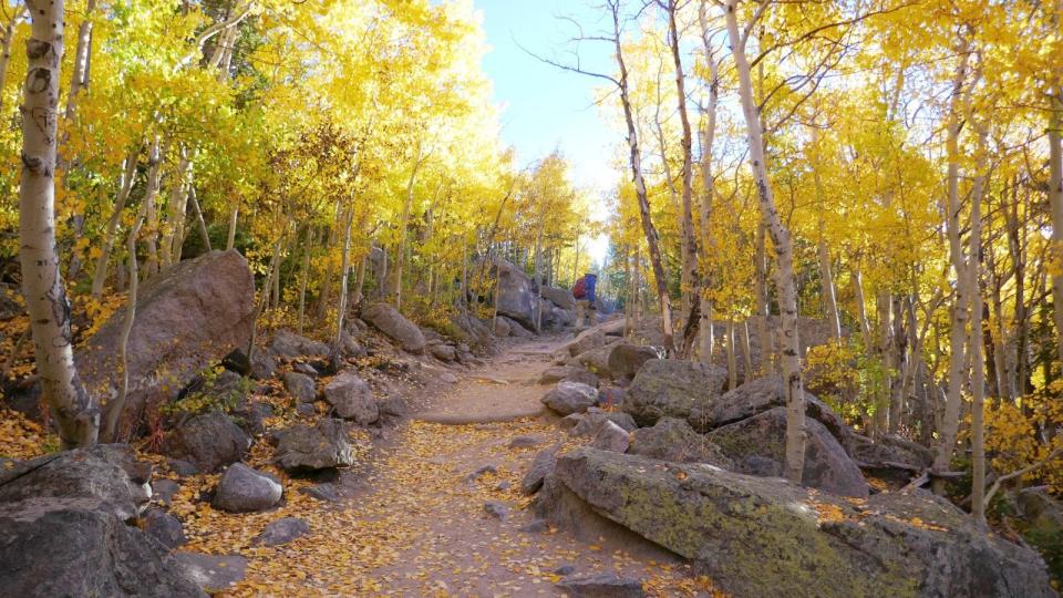 Yellow aspens turn the trails golden in Rocky Mountain National Park during the autumn months.