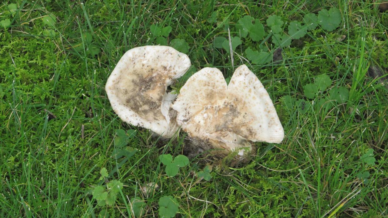 Lawn mushrooms can be dangerous to dogs if they eat them.