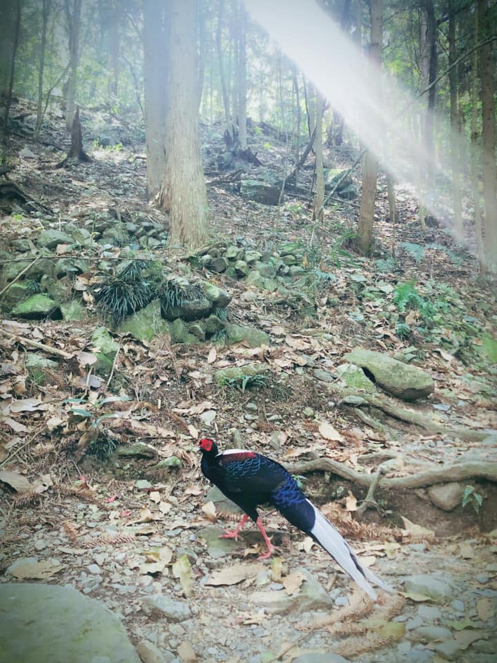 春季之時八仙山有藍腹鷴在，陽光都特別耀眼。   圖：取自八仙山粉絲專頁