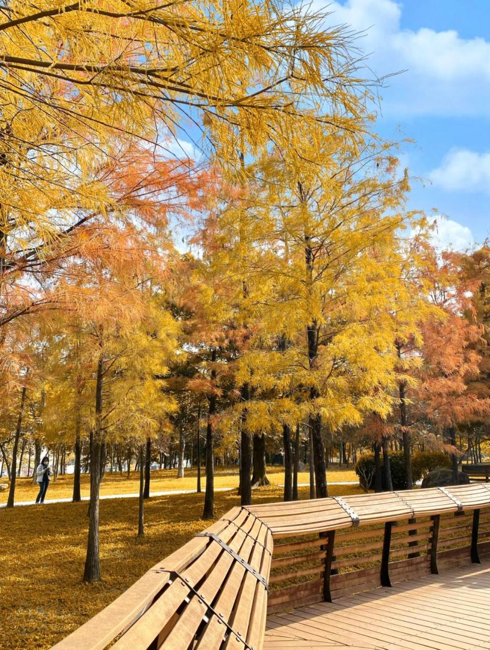 深圳好去處｜深圳4大落羽松打卡景點！地鐵直達 熱門蓮花山公園、仙湖植物園天空之鏡、四海公園人流最少、荔枝公園最具古典美