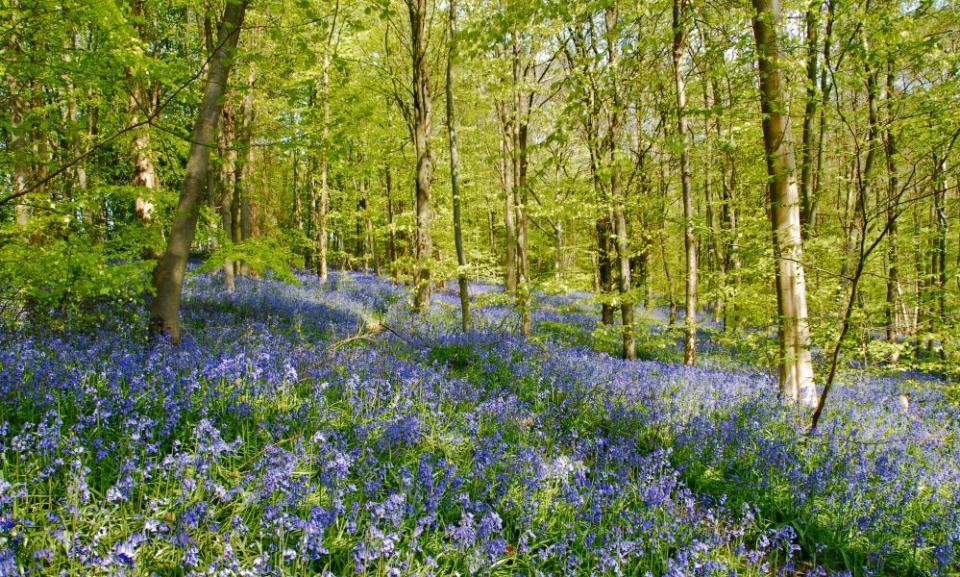 Path through fabulous bluebell woods