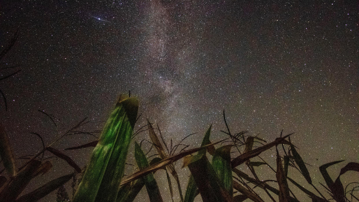  Stalks of corn rise from the bottom, stretching halfway up the image, before a vast dark sky of stars. 