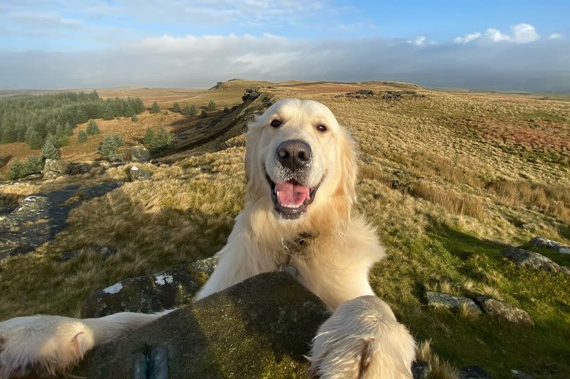 Buddy has been voted Merseyside's cutest dog by ECHO readers