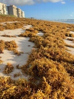 Seaweed smothers a North Hutchinson Island beach in St. Lucie County, just north of Pepper Park, on July 16, 2021.